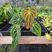 Load image into Gallery viewer, Anthurium Red Crystallinum x Magnificum , Exact Plant Ships Nationwide
