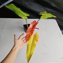 Load image into Gallery viewer, Philodendron Orange Marmalade, Autumn Queen 4" pot, Fedex 2day*
