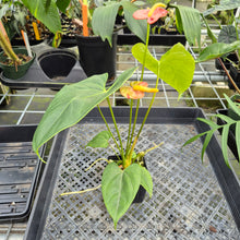 Load image into Gallery viewer, Anthurium Shibori Koi "orange speckled" exact plant, Fedex 2day*

