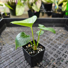 Load image into Gallery viewer, Anthurium Macrolobium, Exact Plant Ships Nationwide
