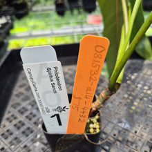 Load image into Gallery viewer, Philodendron Spiritus Sancti exact plant, Fedex 2day*

