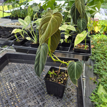 Load image into Gallery viewer, Philodendron Melanochrysum 4" pot, Fedex 2day*

