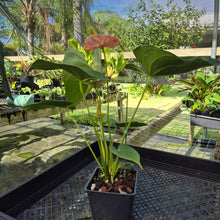 Load image into Gallery viewer, Anthurium Shibori, Exact Plant Variegated
