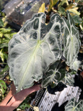 Load image into Gallery viewer, Alocasia Venom 4" pot, Fedex 2day*
