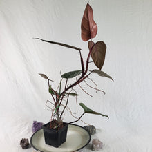 Load image into Gallery viewer, Philodendron Dark Lord, Exact Plant Ships Nationwide
