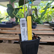 Load image into Gallery viewer, Anthurium Papillilaminum Fort Sherman, Exact Plant Ships Nationwide
