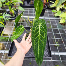 Load image into Gallery viewer, Anthurium Warocqueanum, Queen, Exact Plant
