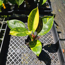 Load image into Gallery viewer, Philodendron Green Congo Nuclear, Exact Plant Variegated
