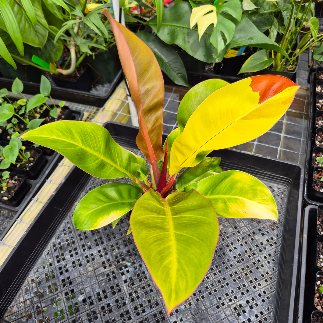 Philodendron Red Moon. not Yellow Flame, Exact Plant Variegated