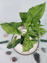 Load image into Gallery viewer, Mojito, Exact Plant, variegated Syngonium Podophyllum
