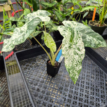Load image into Gallery viewer, Alocasia Odora Batik, Exact Plant Variegated Ships Nationwide

