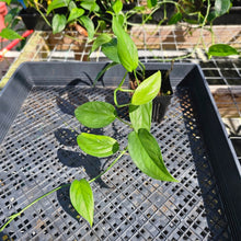 Load image into Gallery viewer, Monstera Acacoyaguensis 4" pot, Fedex 2day*
