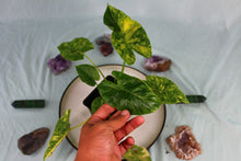 Load image into Gallery viewer, Variegated Alocasia Gageana Aurea Exact Plant
