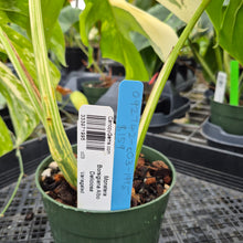 Load image into Gallery viewer, Monstera Borsigiana Albo Deliciosa, Exact Plant Variegated Ships Nationwide
