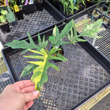 Load image into Gallery viewer, Philodendron Florida Beauty X Tortum, Exact Plant Variegated Ships Nationwide

