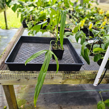 Load image into Gallery viewer, Philodendron Holtonianum, Exact Plant Ships Nationwide
