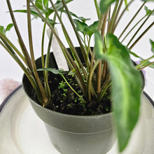 Load image into Gallery viewer, Syngonium Angustatum Little Star, 6&#39;&#39; multi pot of 4 Ships Nationwide

