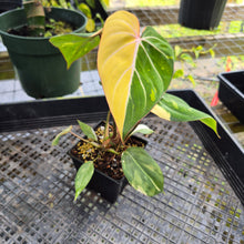 Load image into Gallery viewer, Philodendron Gloriosum variegated, Exact Plant Ships Nationwide
