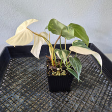 Load image into Gallery viewer, Philodendron Gloriosum variegated type 2 "Double", exact plant, Fedex 2day*
