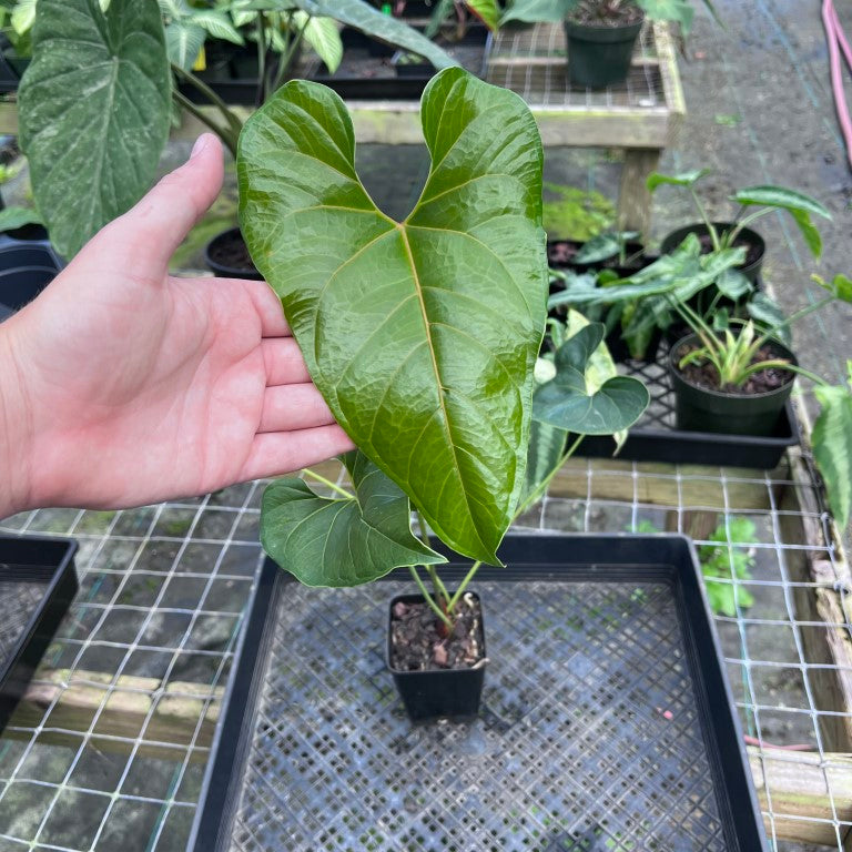 Anthurium Decipiens, Exact Plant