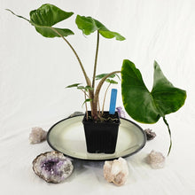 Load image into Gallery viewer, Alocasia Stingray, Exact Plant multi pot
