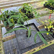 Load image into Gallery viewer, Philodendron Holtonianum, Exact Plant Ships Nationwide

