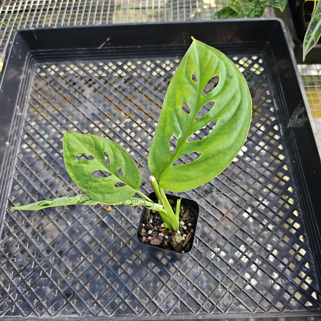 Monstera Esqueleto 2.5