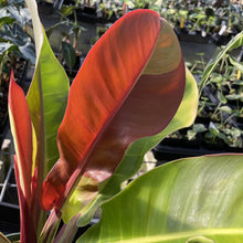 Load image into Gallery viewer, Philodendron Red Moon. not Yellow Flame Variegated exact plant, Fedex 2day
