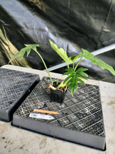 Load image into Gallery viewer, Philodendron Radiatum, Exact Plant Variegated Ships Nationwide
