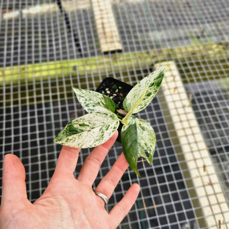 Epipremnum Pinnatum Marble, Exact Plant Variegated Ships Nationwide