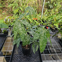 Load image into Gallery viewer, Pachira Aquatica Money Tree, Exact Plant Variegated Ships Nationwide
