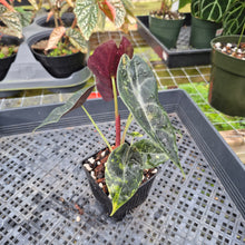 Load image into Gallery viewer, Alocasia Sedenii Aurea Variegated, Exact Plant Ships Nationwide
