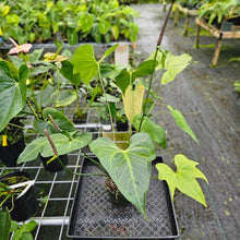 Load image into Gallery viewer, Anthurium Macrolobium, Exact Plant XXL flowering
