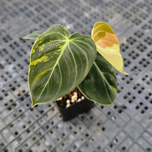 Load image into Gallery viewer, Philodendron Melanochrysum, Exact Plant Variegated Ships Nationwide
