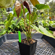 Load image into Gallery viewer, Anthurium Red Beauty, Exact Plant Ships Nationwide
