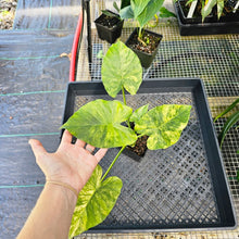 Load image into Gallery viewer, Alocasia Gageana Aurea, Exact Plant Variegated With baby Ships Nationwide
