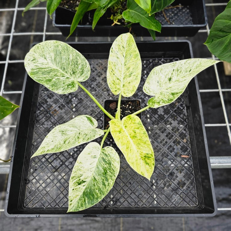 Philodendron Giganteum, Exact Plant Variegated Ships Nationwide