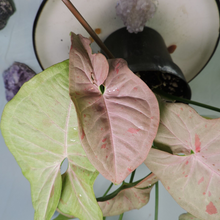 Load image into Gallery viewer, Syngonium Pink Spot Shipped Nationwide

