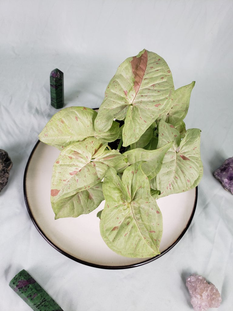 Milk Confetti, exact plant, double plant, variegated Syngonium, ships nationwide