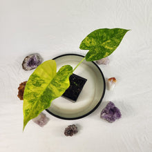 Load image into Gallery viewer, Alocasia Gageana Aurea, Exact Plant Variegated
