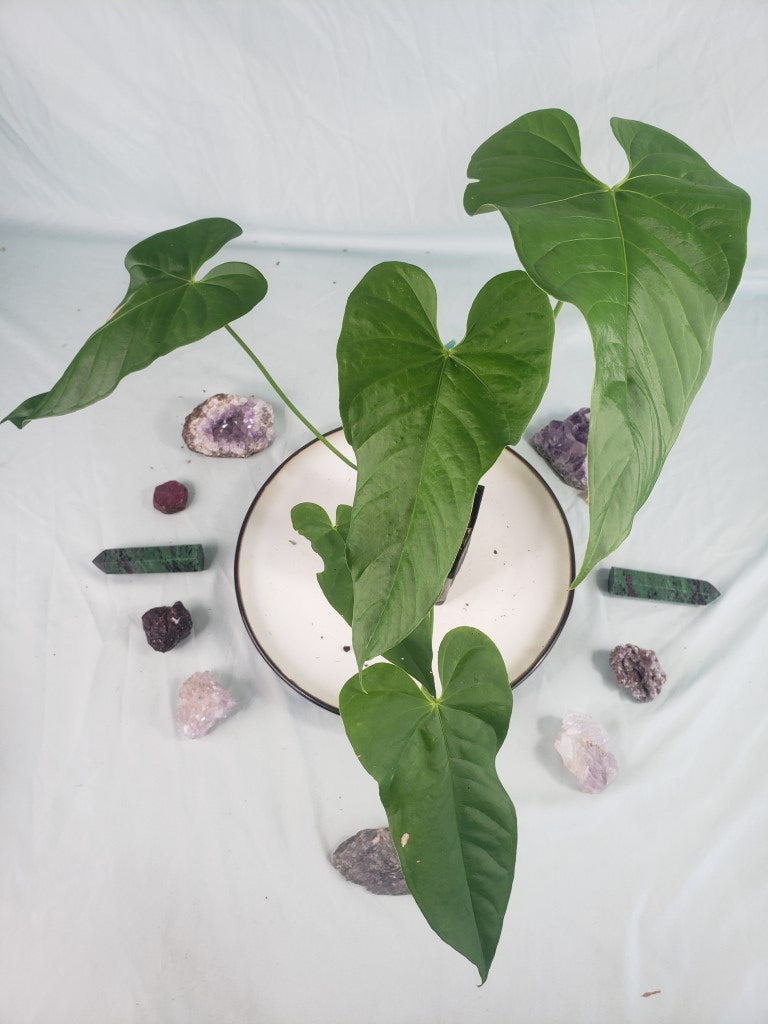 Anthurium Balaoanum 