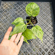 Load image into Gallery viewer, Philodendron Hederaceum, Heart Leaf, Exact Plant Variegated Ships Nationwide
