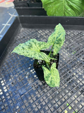 Load image into Gallery viewer, Syngonium Mojito, Exact Plant Variegated Ships Nationwide
