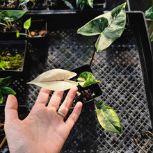 Load image into Gallery viewer, Alocasia Macrorhizza Black Stem, Exact Plant Variegated
