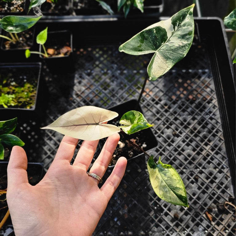 Alocasia Macrorhizza Black Stem, Exact Plant Variegated