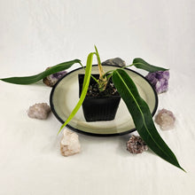 Load image into Gallery viewer, Anthurium Pallidiflorum, Exact Plant
