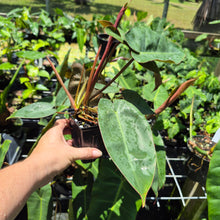 Load image into Gallery viewer, Philodendron Maximum 4" pot, Fedex 2day*
