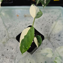 Load image into Gallery viewer, Syngonium Chiapense, Exact Plant Variegated Ships Nationwide
