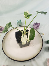 Load image into Gallery viewer, Alocasia Odora, Okinawa Silver, Exact Plant Variegated
