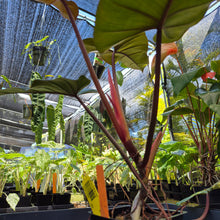 Load image into Gallery viewer, Philodendron Dark Lord, Exact Plant Ships Nationwide
